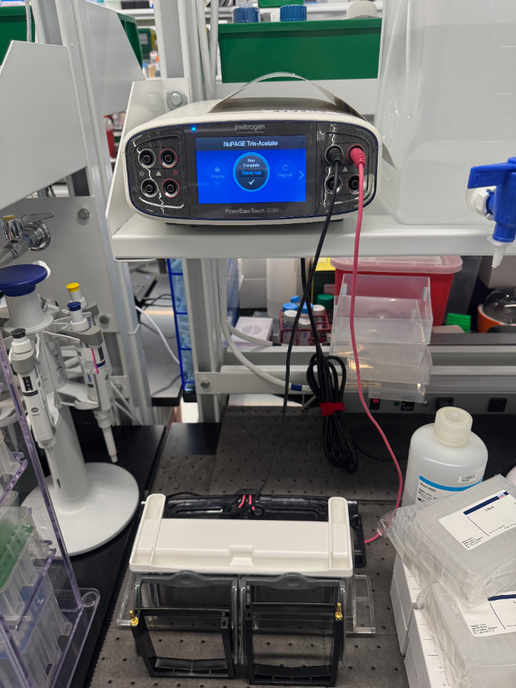 Image of Invitrogen PowerEase Touch 350W Electrophoresis Power Supply